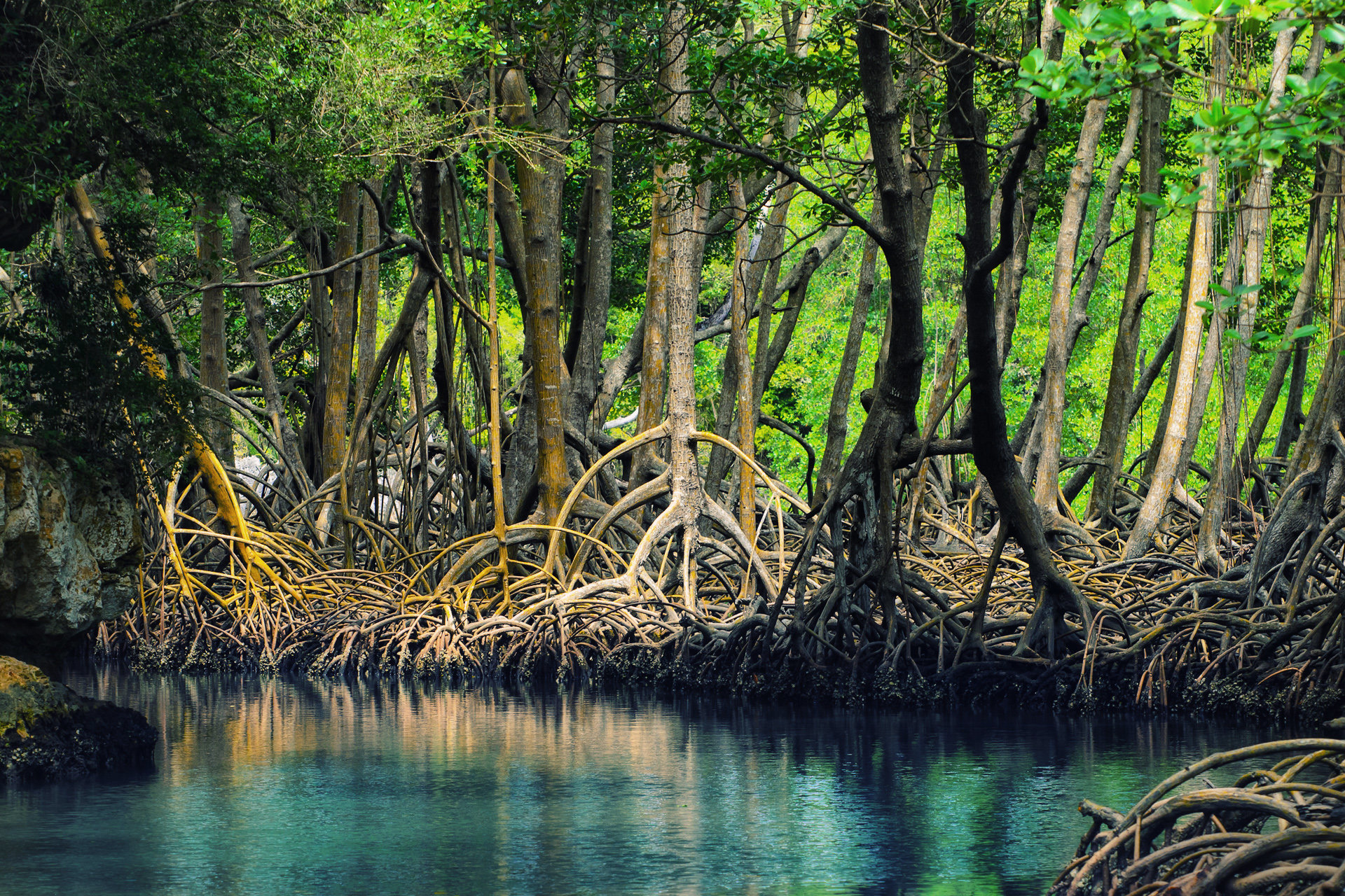 Mangrove Magelo'o